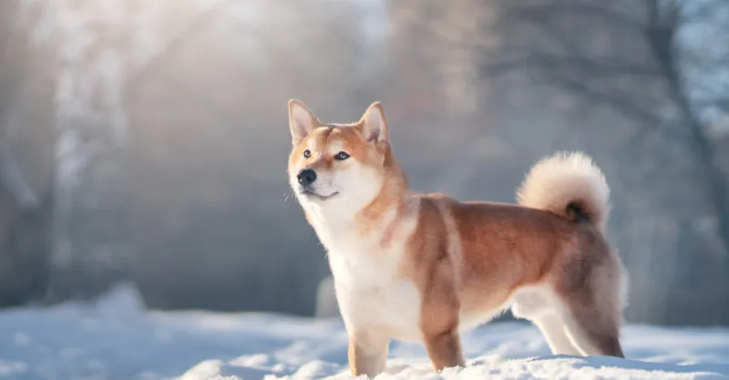 柴犬は自立心が強くツンデレさんが多いが飼って後悔はしない