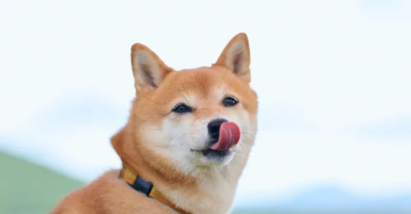 柴犬を飼って後悔すると言われる理由5選