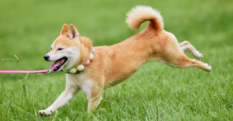 実際に柴犬を飼っている飼い主さんの口コミ