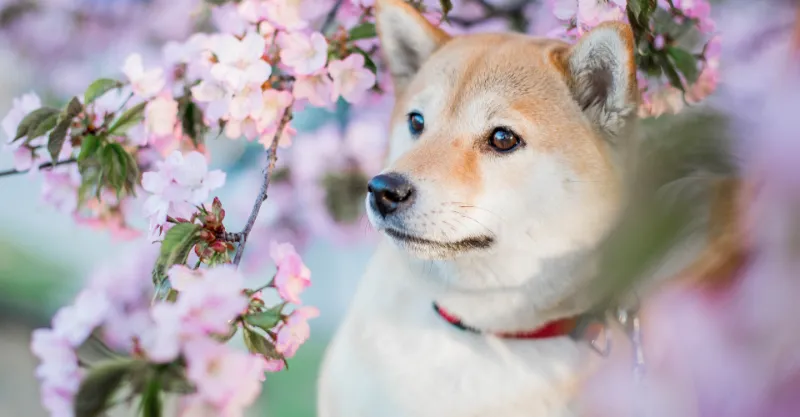 柴犬を飼って後悔しないためにできること3つ