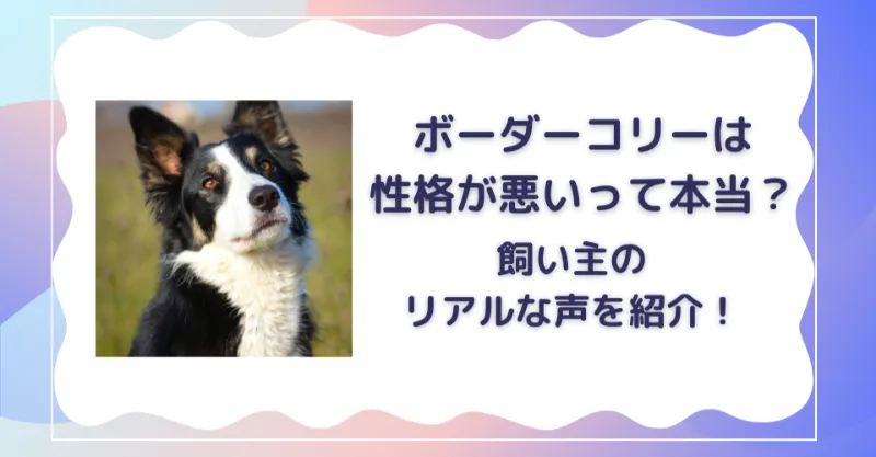 ボーダーコリー　性格悪い