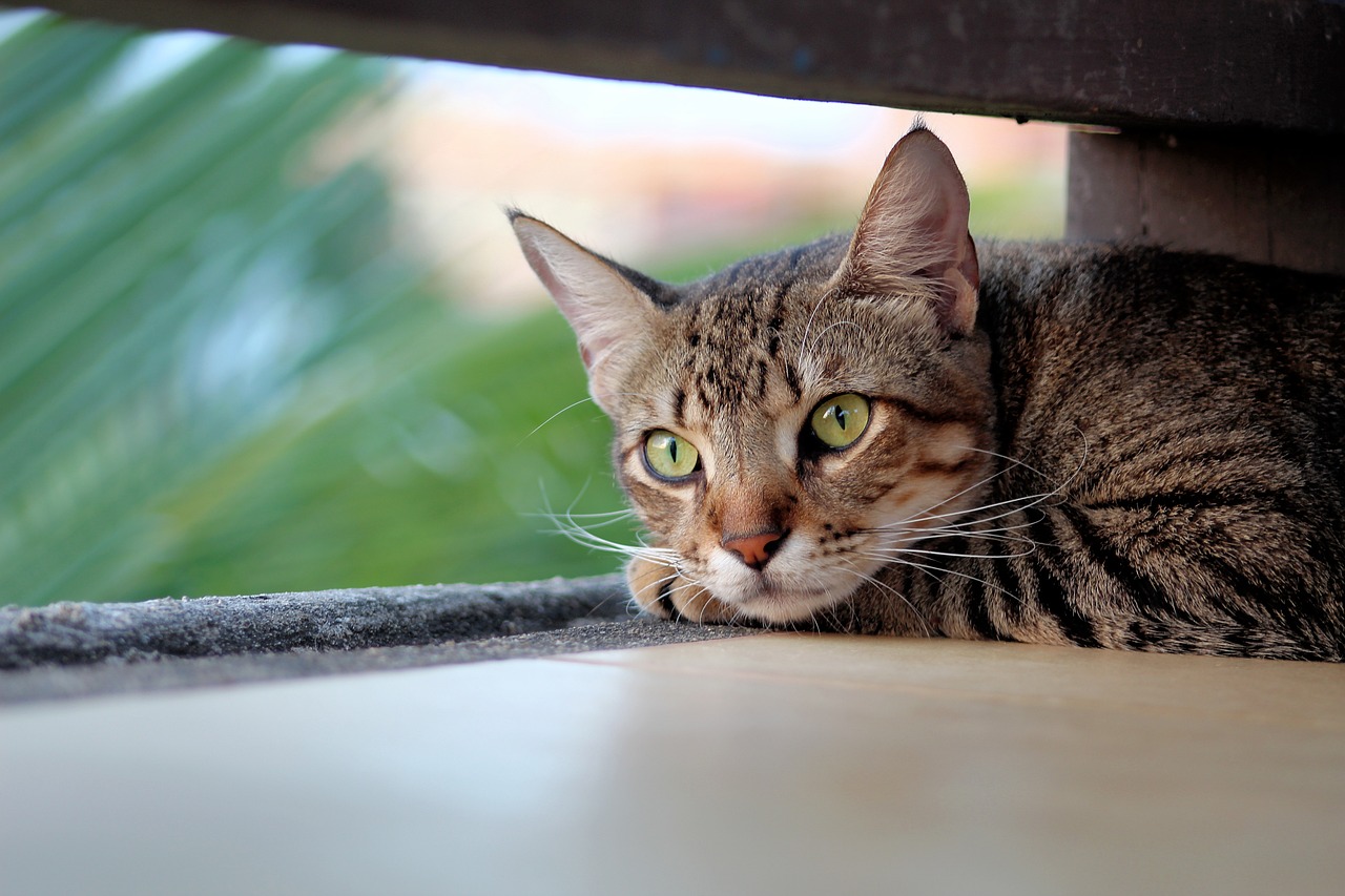 愛猫に水素水を与えると腎臓病に効果がある？注意点やおすすめの水素水を紹介