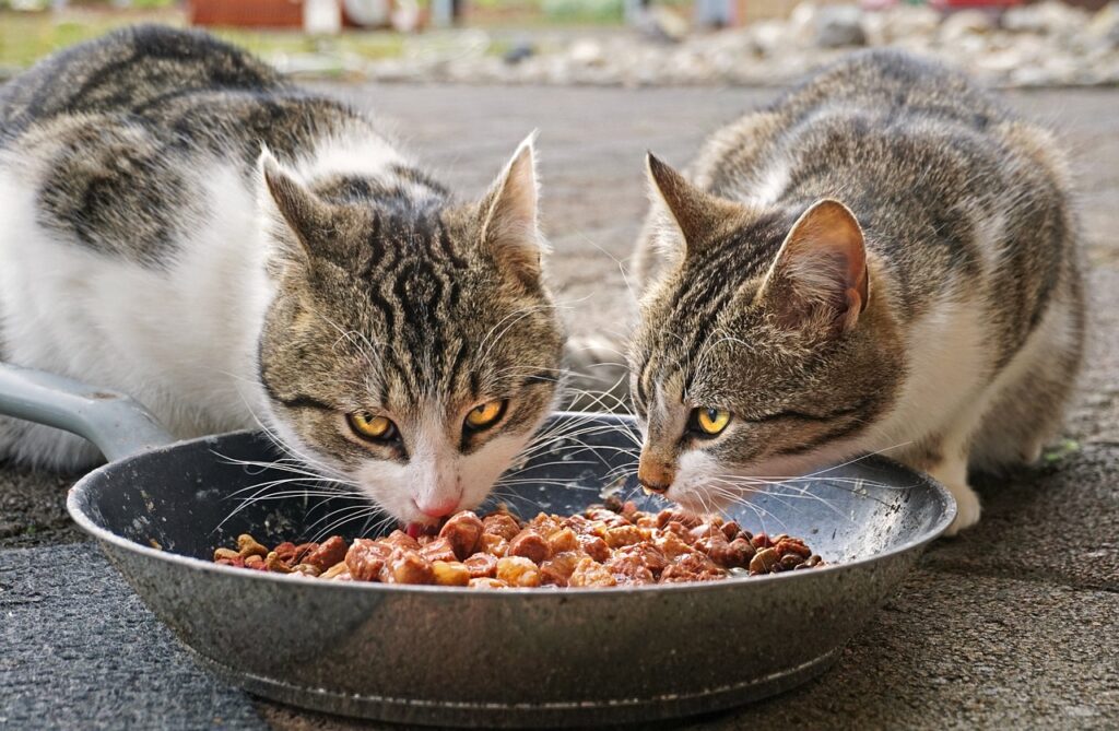 食べてはいけないキャットフードの問題成分