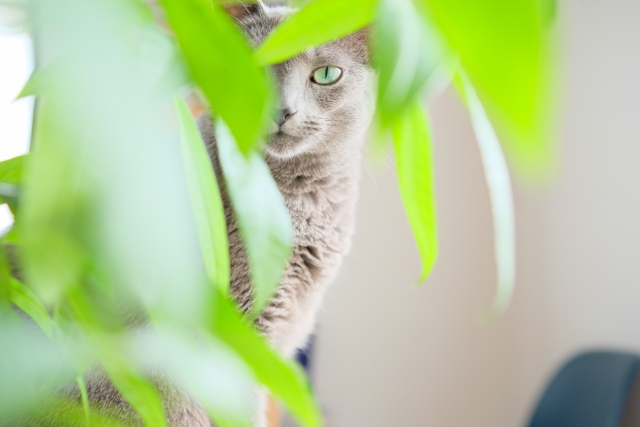 猫がいても育てられる観葉植物